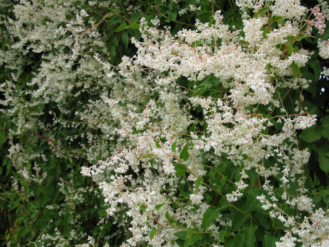 Image of Fallopia baldschuanica specimen.