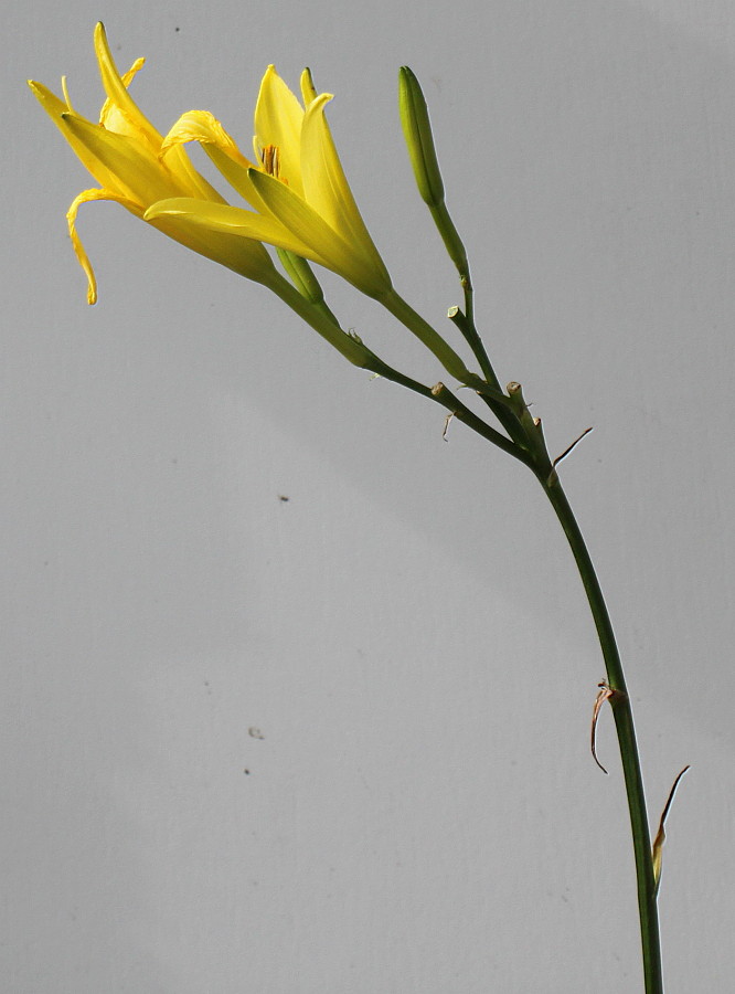 Изображение особи Hemerocallis minor.