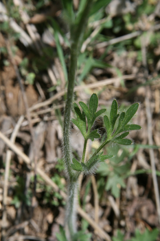 Image of Ranunculus komarovii specimen.