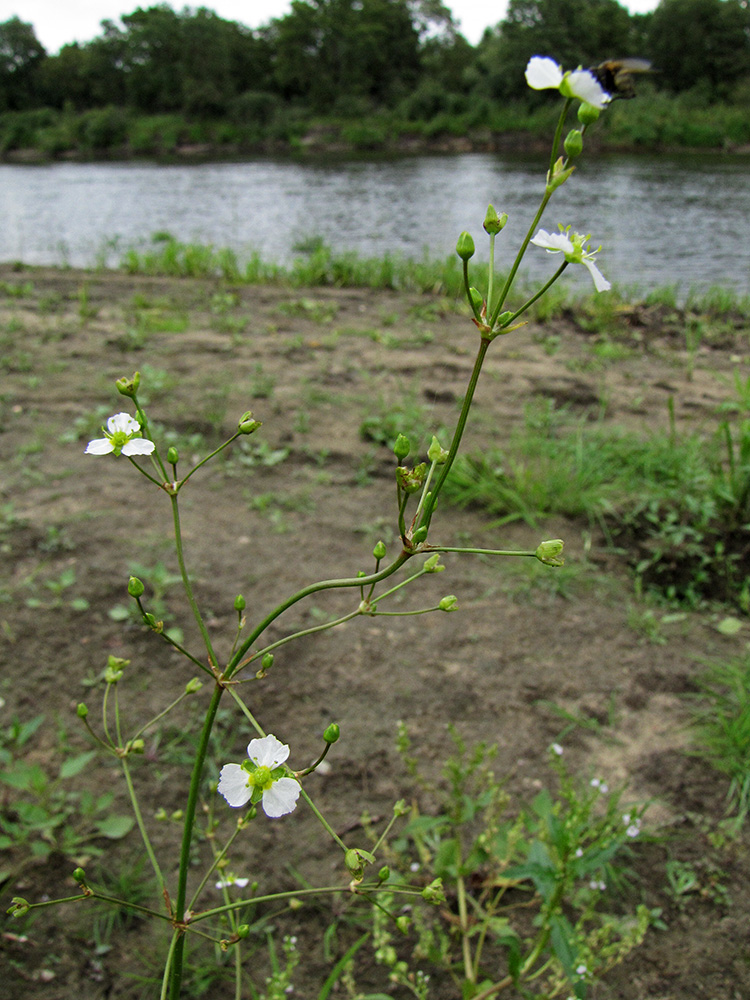 Image of Alisma plantago-aquatica specimen.