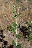 Psoralea drupacea. Верхушка расцветающего растения. Южный Казахстан, нижний Боролдай, 2 км выше пос. Коктюбе. 31.05.2012.