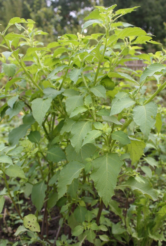 Image of Jaltomata procumbens specimen.