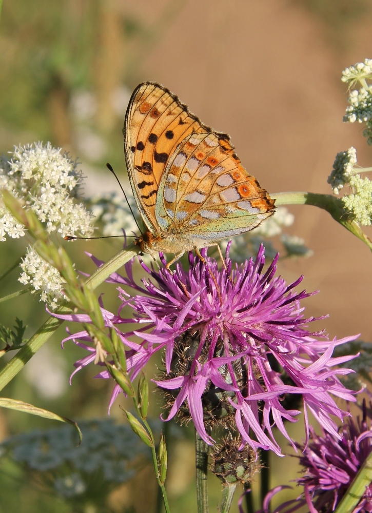 Изображение особи Centaurea scabiosa.