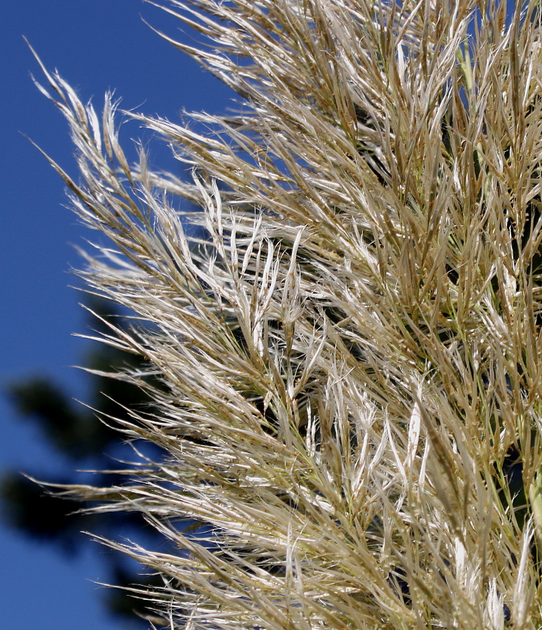 Изображение особи Cortaderia selloana.