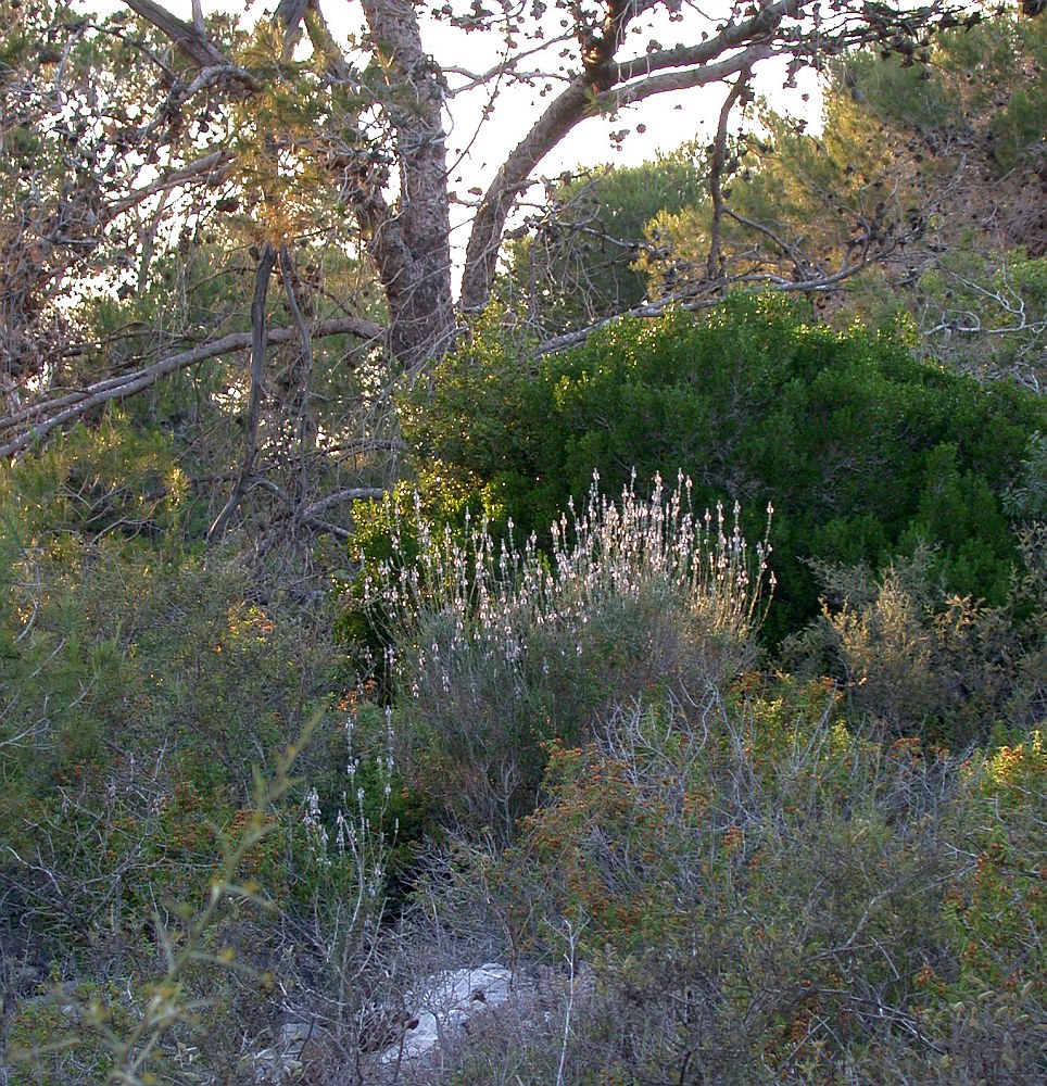 Изображение особи Teucrium creticum.