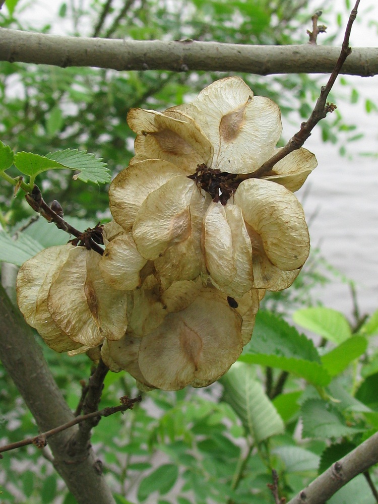 Image of genus Ulmus specimen.