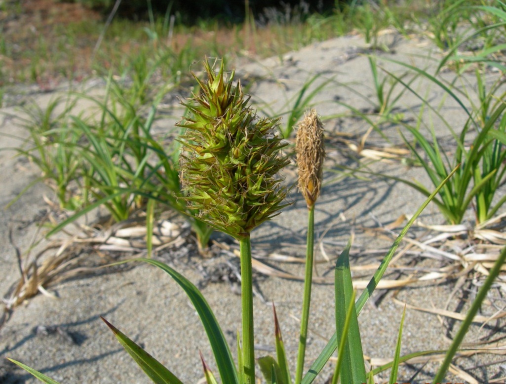 Image of Carex macrocephala specimen.