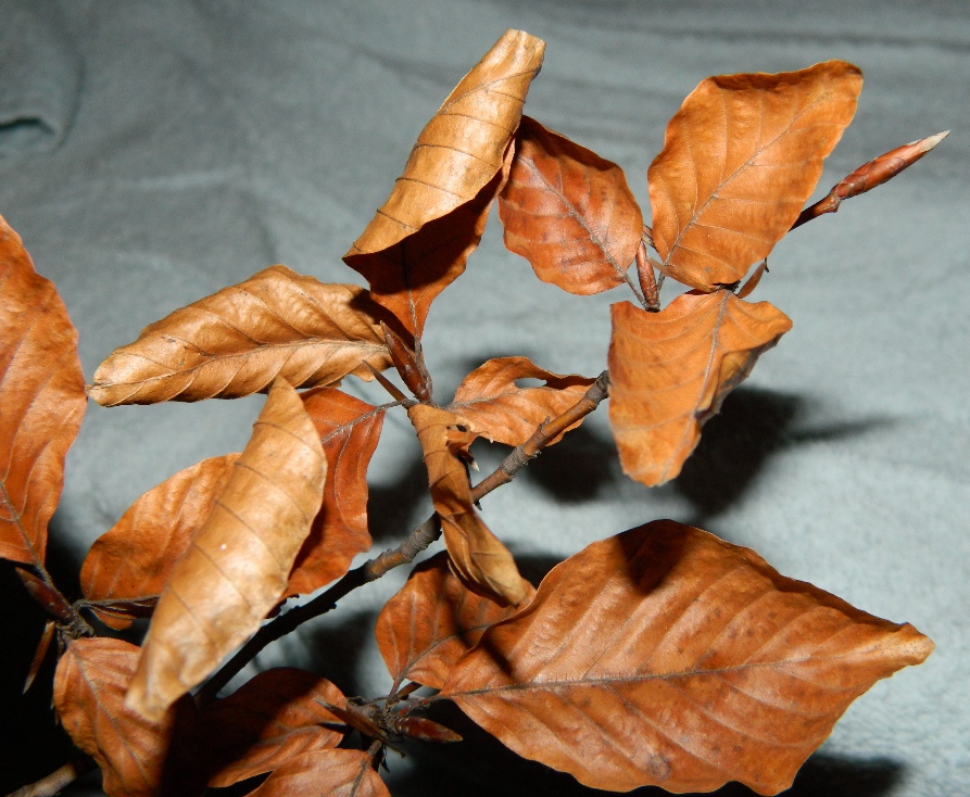 Изображение особи Fagus sylvatica.