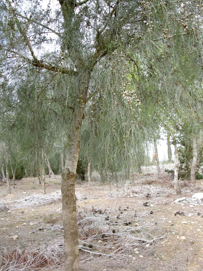 Image of Casuarina equisetifolia specimen.