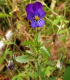 Viola tricolor. Верхшка цветущего растения. Хабаровский край, Ванинский р-н, окр. пос. Высокогорный, возле дороги, заносное. 23.09.2012.