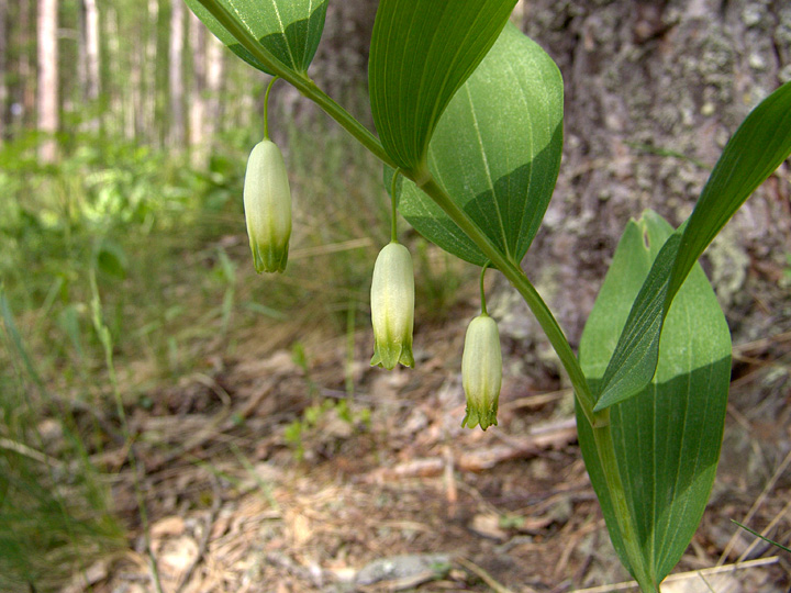 Image of Polygonatum odoratum specimen.