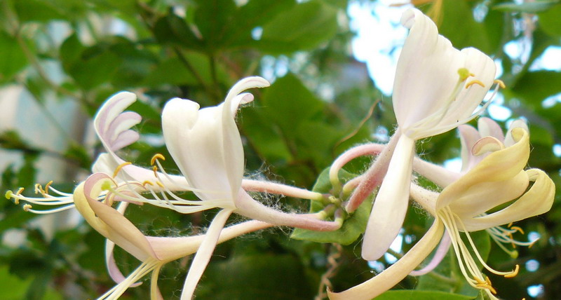 Image of Lonicera japonica specimen.