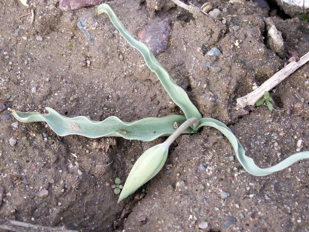 Image of Tulipa ostrowskiana specimen.