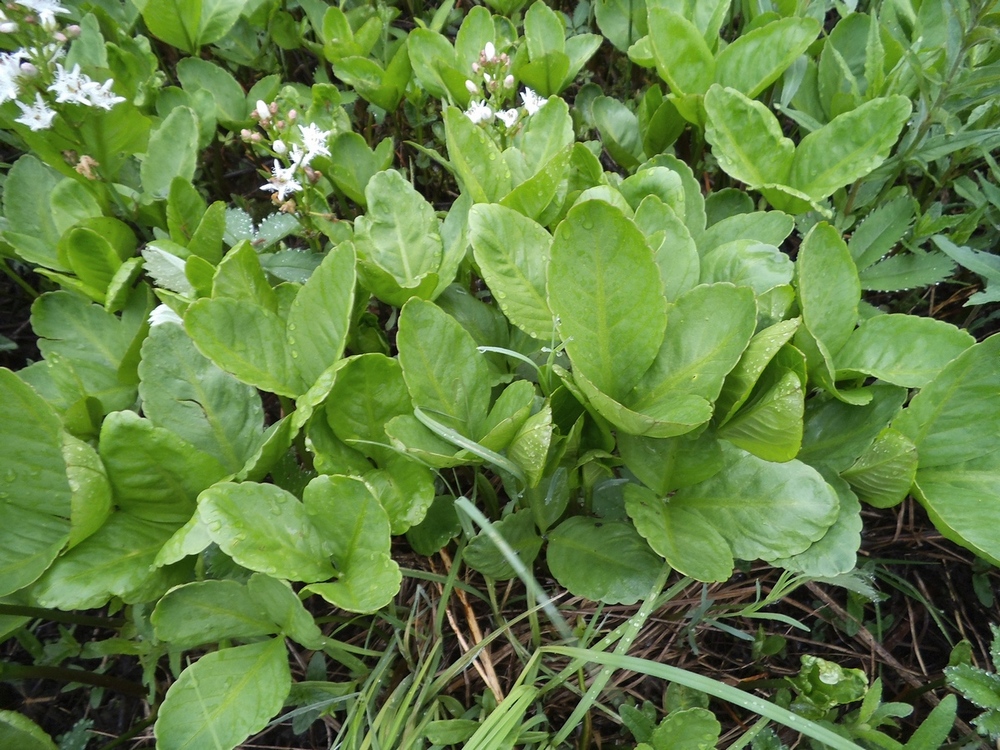 Image of Menyanthes trifoliata specimen.