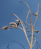 Syringa josikaea. Прошлогоднее соплодие. Германия, г. Krefeld, Ботанический сад. 07.04.2013.