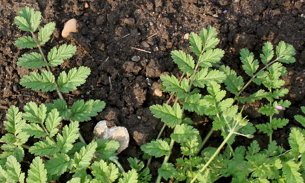 Image of Erodium moschatum specimen.