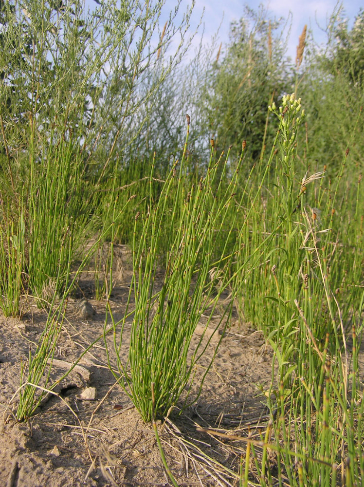 Image of Equisetum ramosissimum specimen.