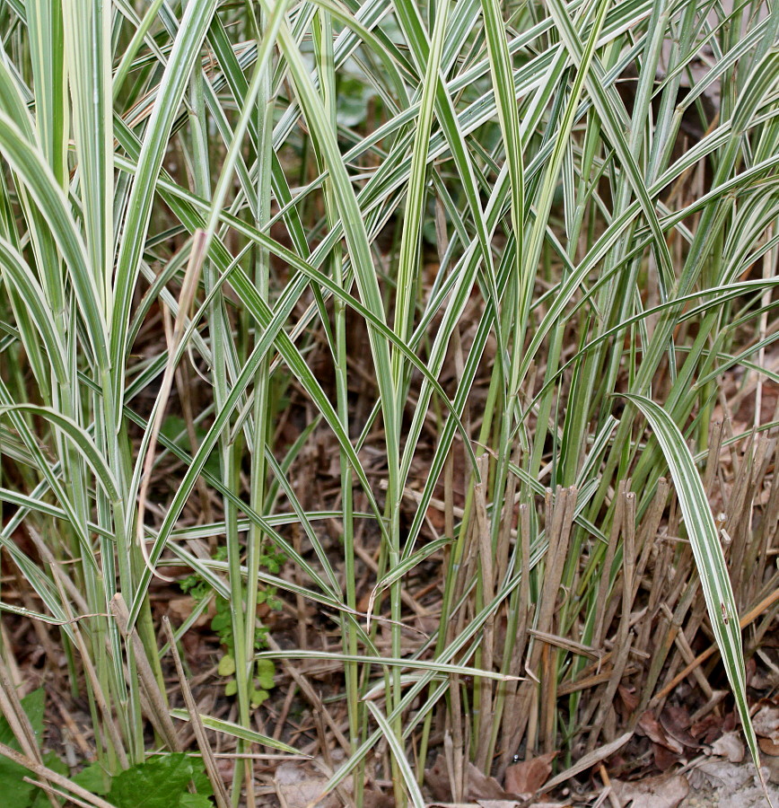 Image of Miscanthus sinensis specimen.