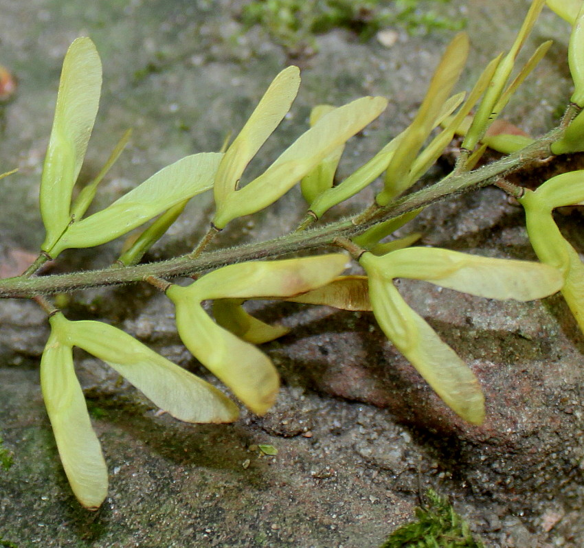 Image of Acer cissifolium specimen.