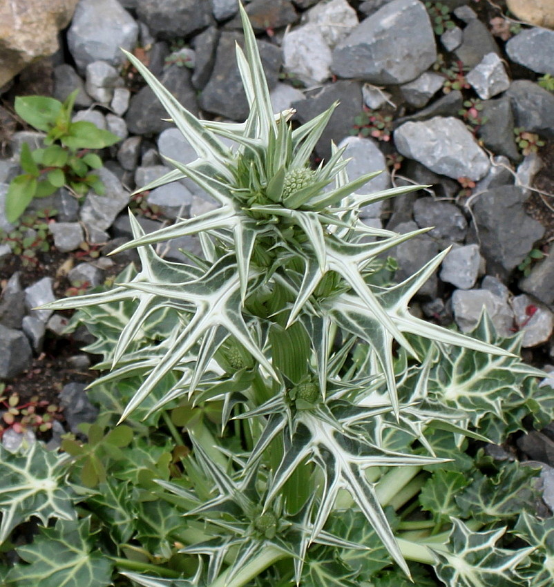 Image of Eryngium variifolium specimen.