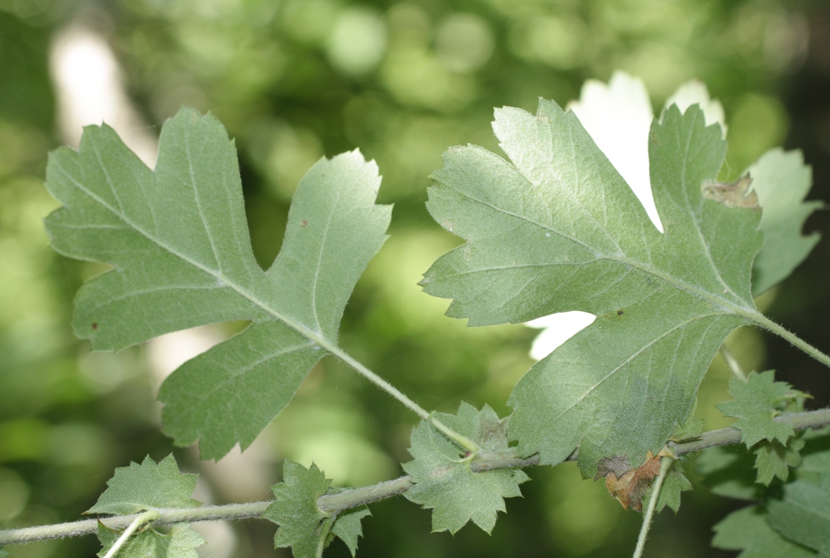 Изображение особи Crataegus pentagyna.