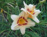 Hemerocallis × hybrida