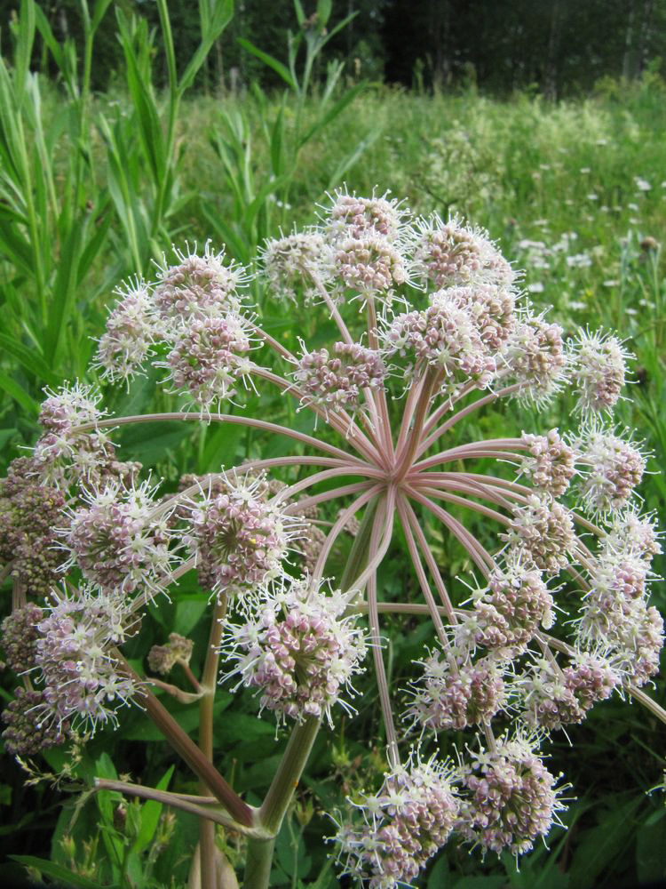 Image of Angelica sylvestris specimen.