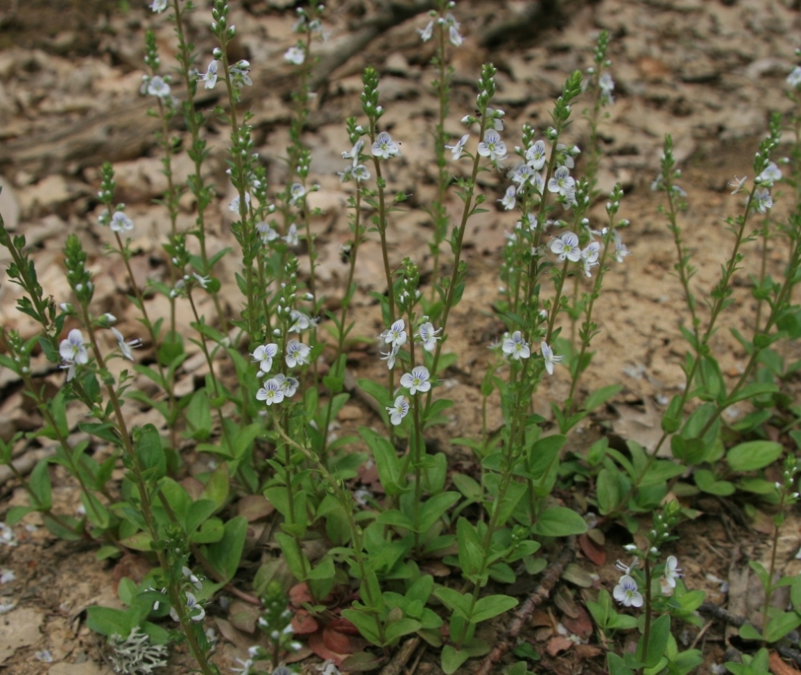 Изображение особи Veronica serpyllifolia.