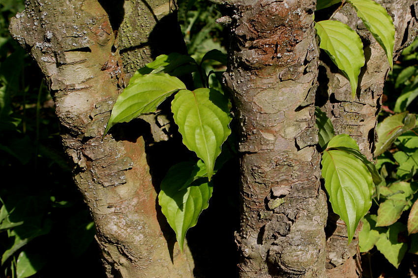 Image of Cynoxylon kousa specimen.