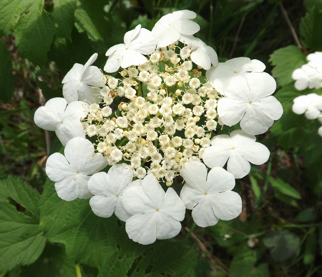 Image of Viburnum opulus specimen.