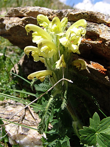 Image of Pedicularis chroorrhyncha specimen.