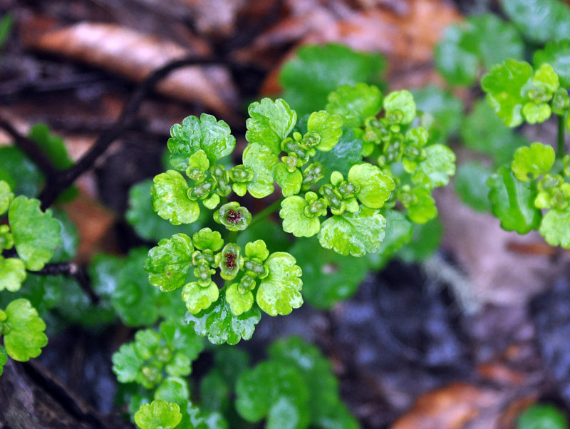 Image of Chrysosplenium alternifolium specimen.