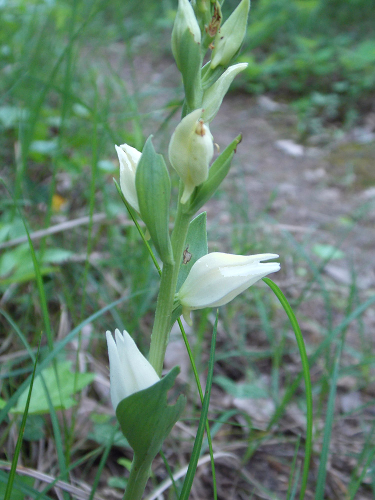 Изображение особи Cephalanthera epipactoides.