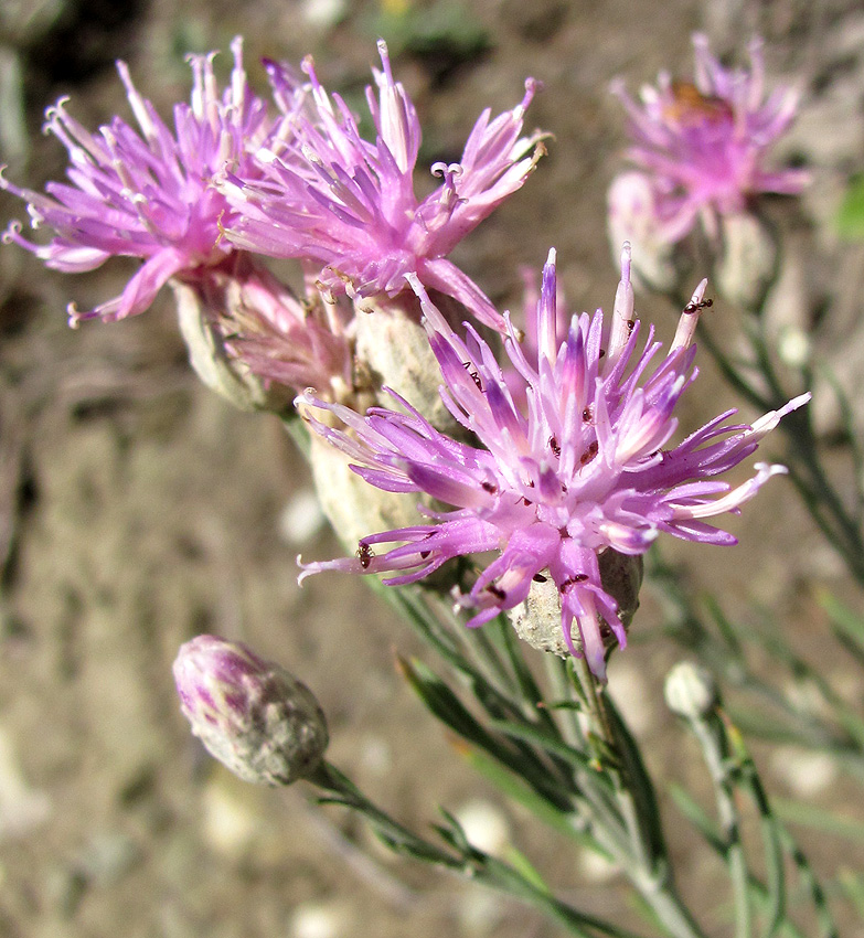 Image of Jurinea stoechadifolia specimen.