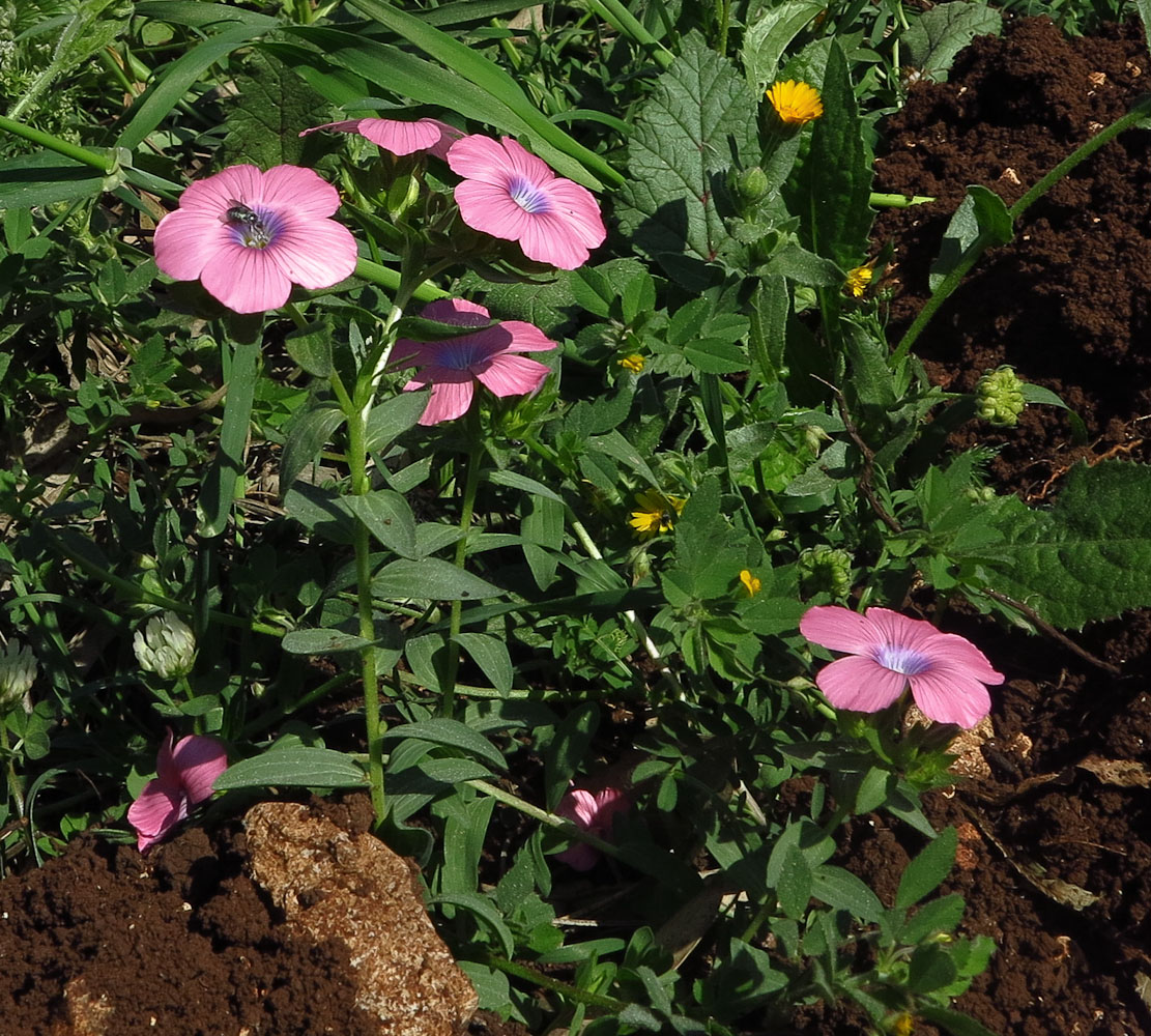 Image of Linum pubescens specimen.