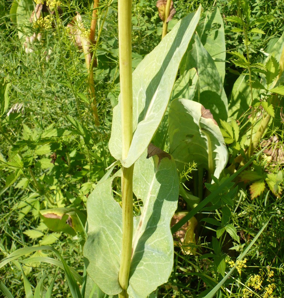 Изображение особи Ligularia glauca.