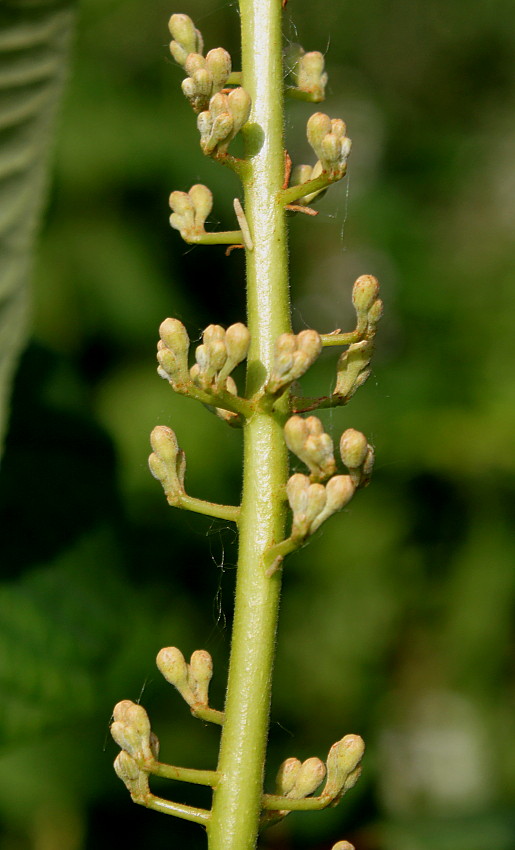 Image of Aesculus parviflora specimen.