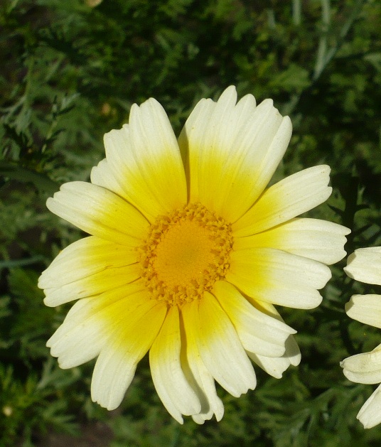 Image of Glebionis coronaria specimen.