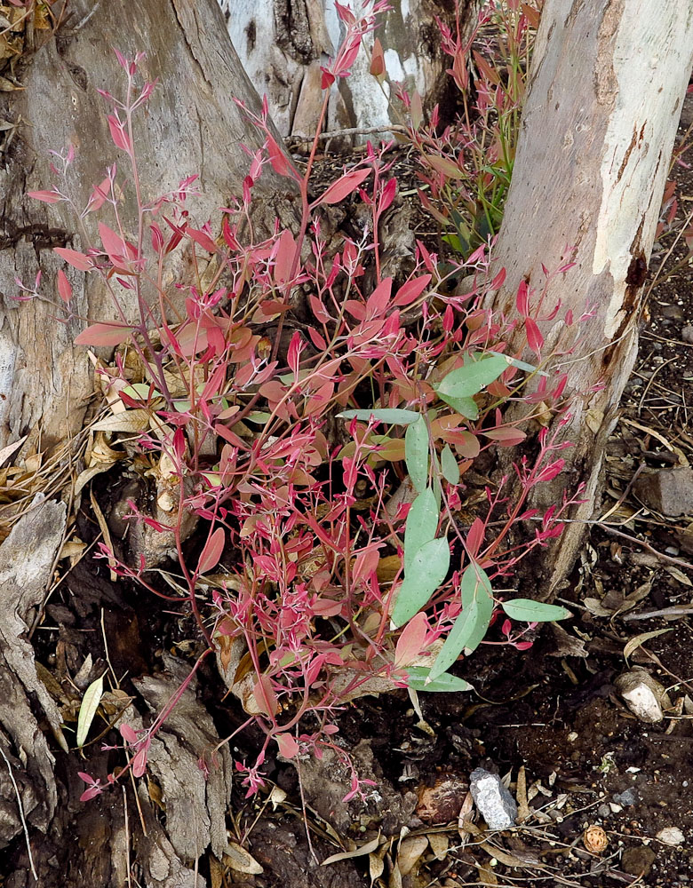 Изображение особи Eucalyptus camaldulensis.