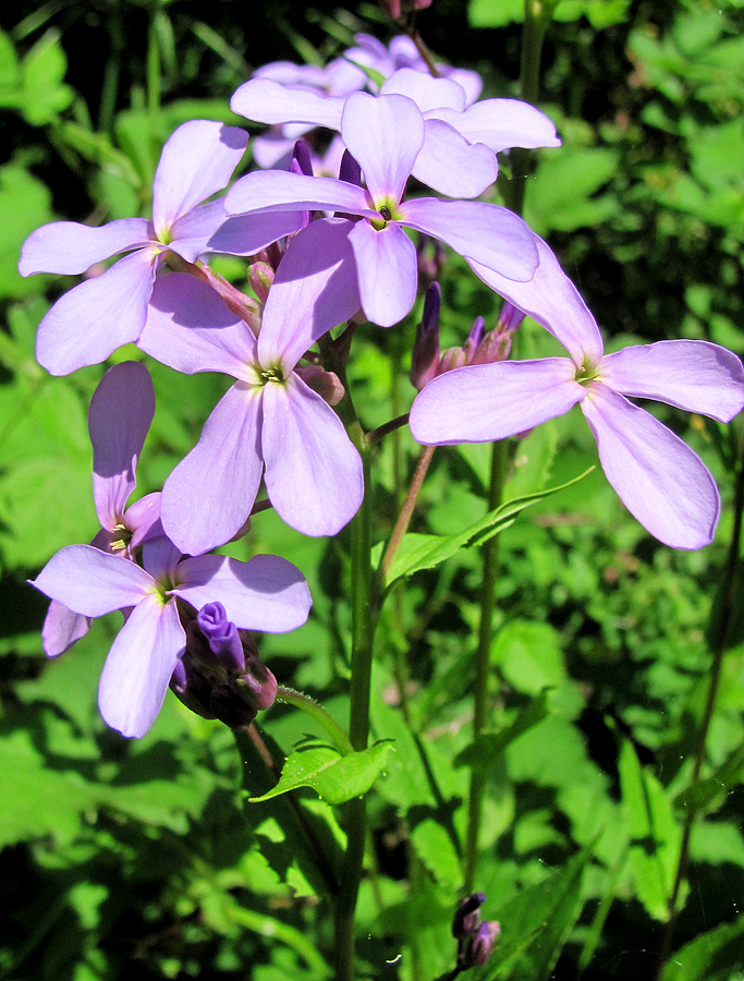 Изображение особи Hesperis matronalis.