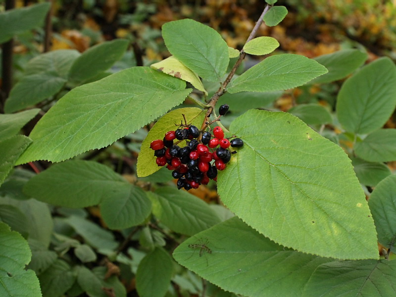 Image of Viburnum lantana specimen.