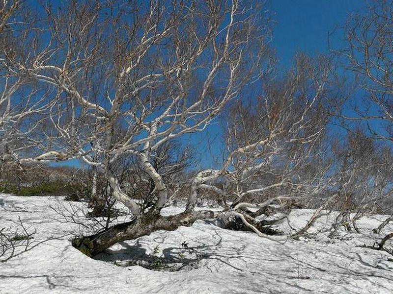 Image of Betula ermanii specimen.