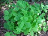 Chelidonium majus