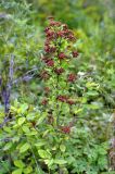 Spiraea media