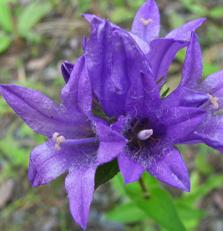 Image of Campanula glomerata specimen.