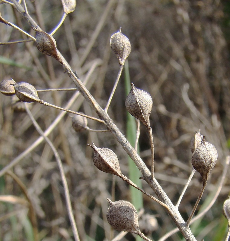 Image of Camelina sylvestris specimen.