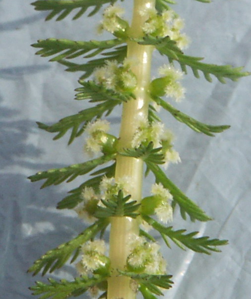 Image of Myriophyllum verticillatum specimen.