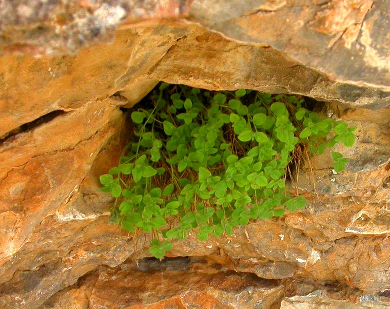 Image of Scutellaria immaculata specimen.