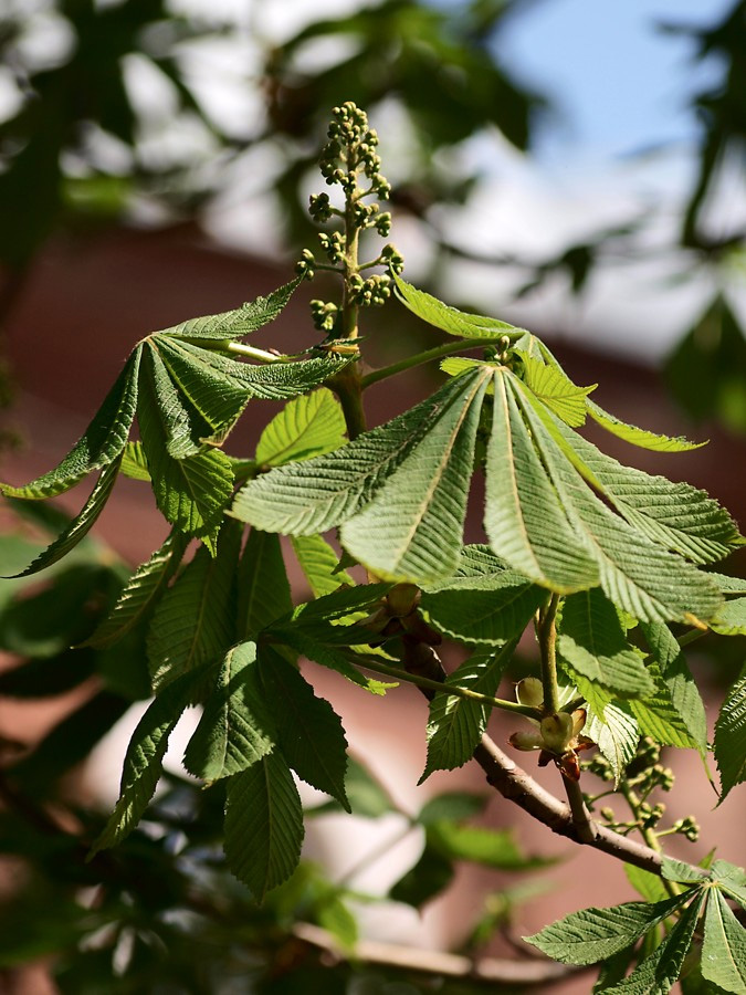 Image of Aesculus hippocastanum specimen.