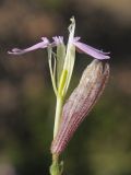 Silene guntensis